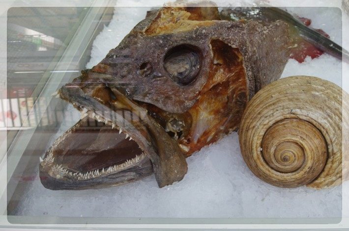 ブルガリア　ソフィア　セントラル・ハリ