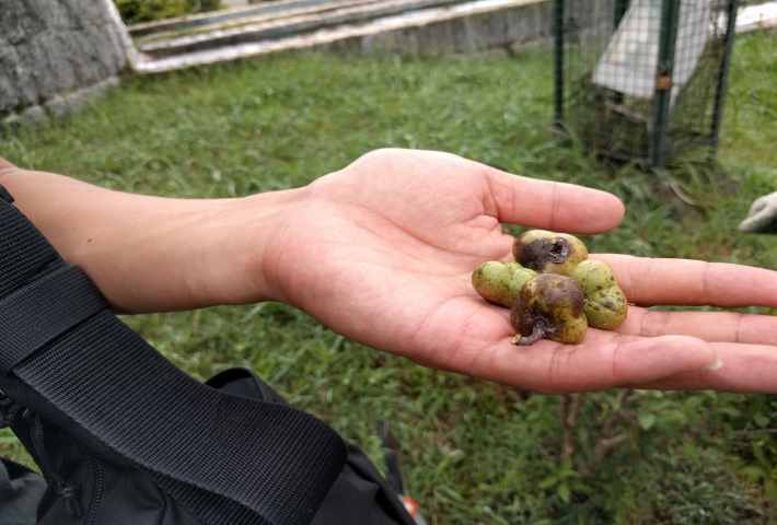 イラン ラーヒージャン お茶博物館 お茶の種